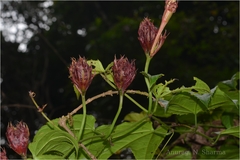 Trichosanthes tricuspidata